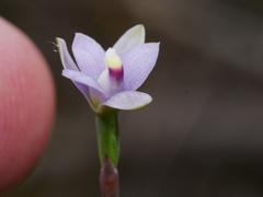 Thelymitra pauciflora