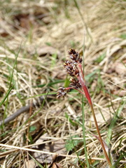 Luzula multiflora