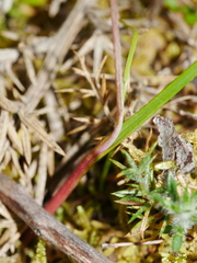 Thelymitra pauciflora