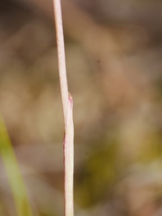 Thelymitra pauciflora
