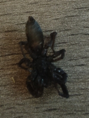 Lampona cylindrata
