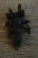 Lampona cylindrata