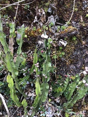 Baccharis genistelloides