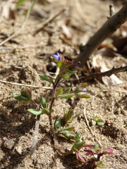 Veronica triphyllos