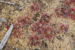 Drosera nitidula