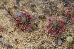 Drosera nitidula