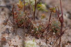 Drosera nitidula