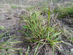Carex digitata