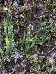 Baccharis genistelloides