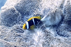 Amphiprion chrysopterus
