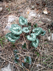 Cyclamen persicum