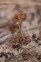 Drosera nitidula