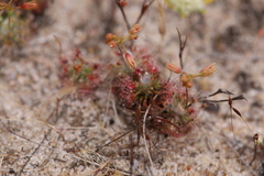 Drosera nitidula