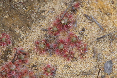 Drosera nitidula