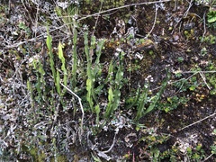 Baccharis genistelloides