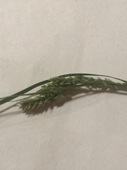 Carex breviculmis