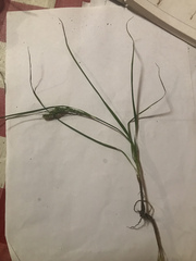 Carex breviculmis