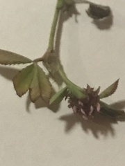 Trifolium glomeratum