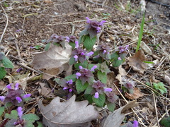 Lamium purpureum