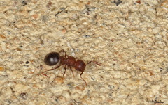 Meranoplus bicolor