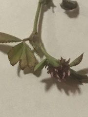 Trifolium glomeratum