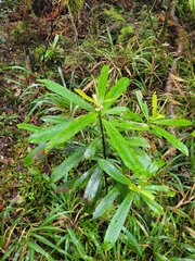 Myrsine salicina