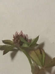 Trifolium glomeratum