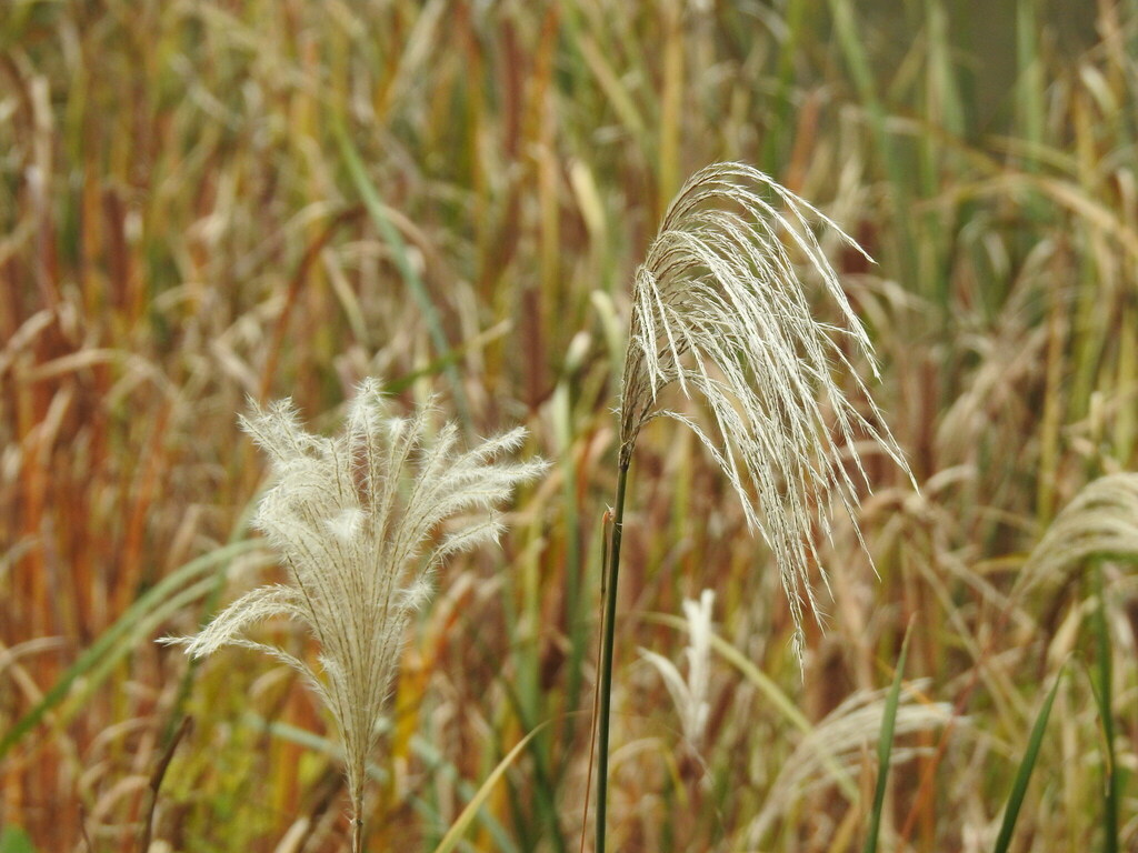 Chinese Silver Grass From Aoba Ward, Yokohama, Kanagawa, Japan On 