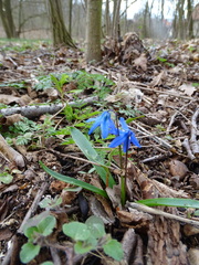 Scilla siberica
