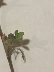 Trifolium glomeratum