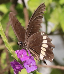 Papilio polytes