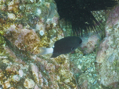 Pycnochromis margaritifer