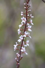 Stylidium diversifolium