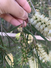 Melaleuca salicina