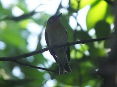 Ficedula mugimaki