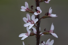 Stylidium diversifolium
