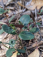 Pseuderanthemum variabile