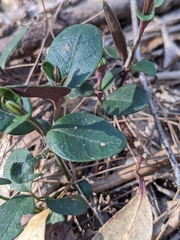 Pseuderanthemum variabile