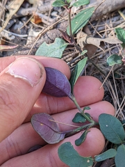Pseuderanthemum variabile