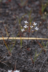 Stylidium pulchellum