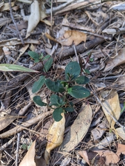 Pseuderanthemum variabile