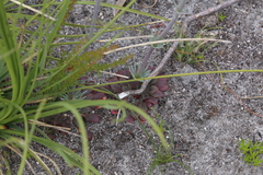 Stylidium diversifolium
