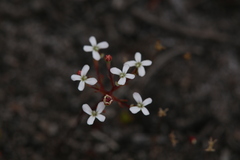 Stylidium pulchellum