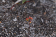Drosera pulchella