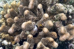 Plectroglyphidodon dickii