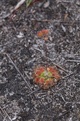 Drosera pulchella