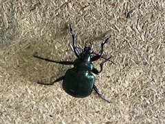 Calosoma schayeri