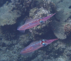 Sepioteuthis lessoniana