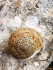 Levantina spiriplana