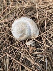 Levantina spiriplana